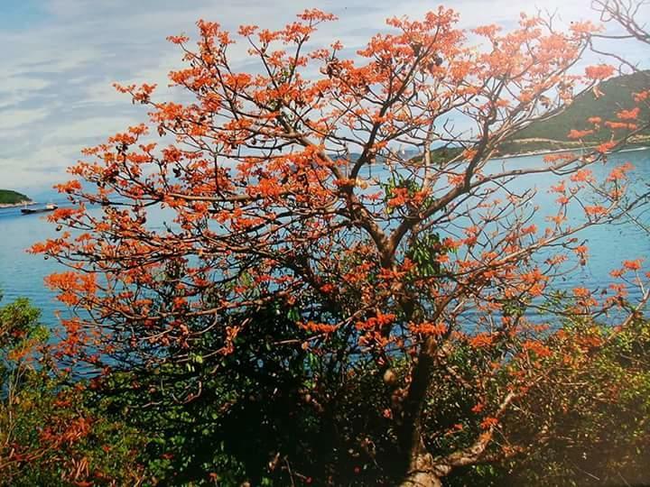 Trang Vu Homestay Cu Lao Cham Tân Hiệ Екстериор снимка